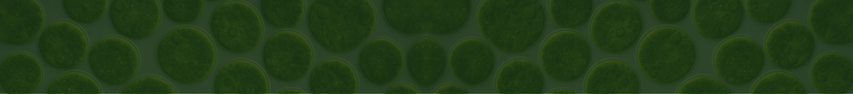 Contact Carbelim for microalgae-based carbon capture and clean air solutions