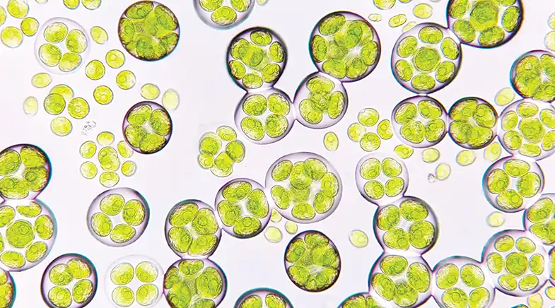 Carbelim Recognized by IIT Madras (Shaastra) for Algae-Driven Air Purification Innovation