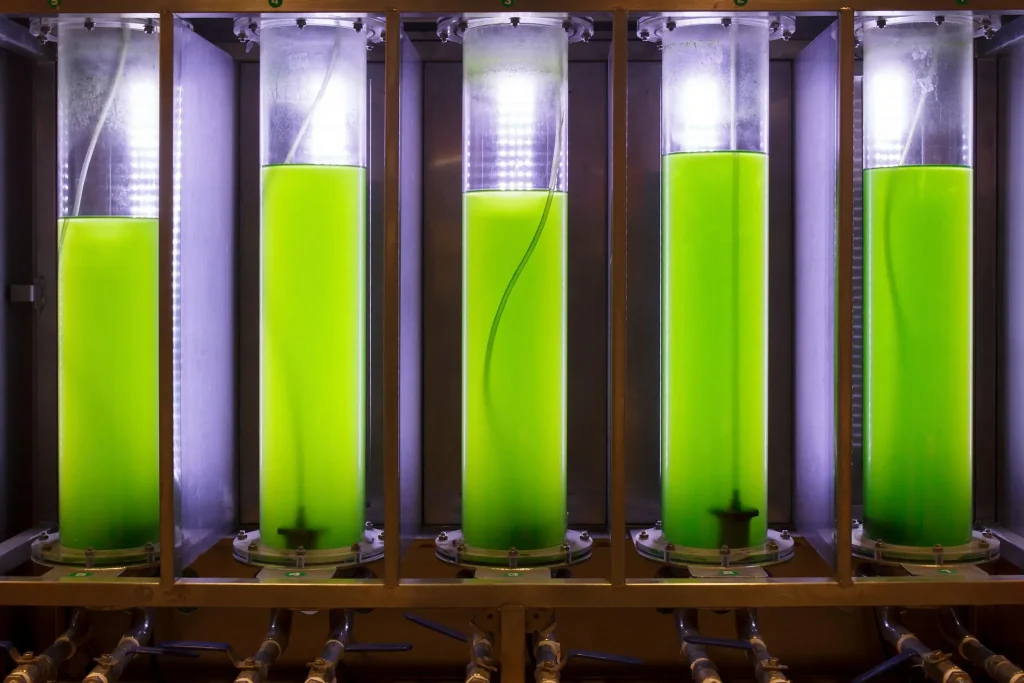microalgae photobioreactor blog 120kb